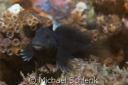 Is this my best side?

Blennies off S. Carolina coast. by Michael Schlenk 